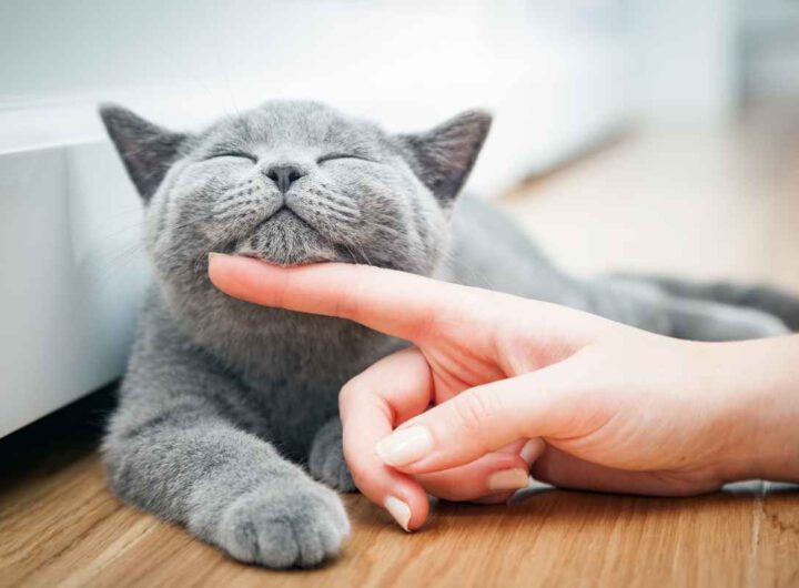 Lettiera pulita in 3 minuti, il trucco che che stavi aspettando