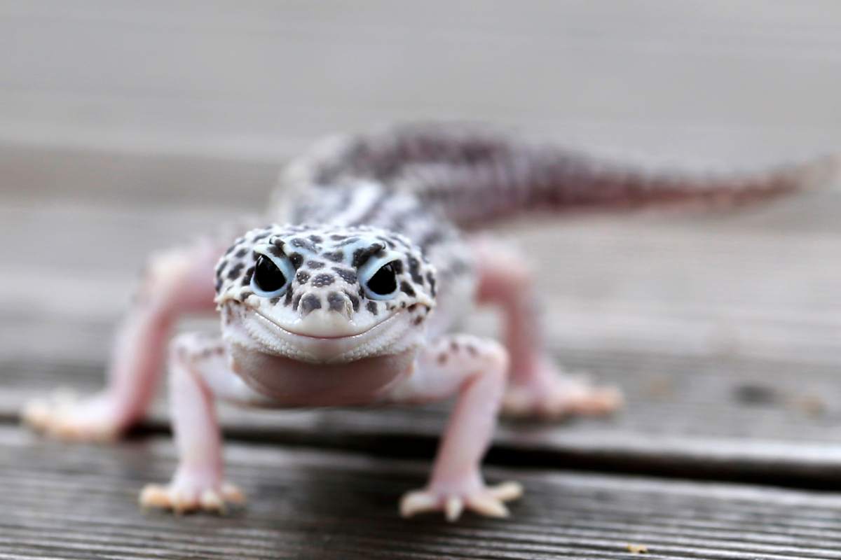 Animali esotici: rischi di perdere il tuo amico