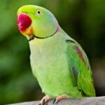 Animali esotici: rischi di perdere il tuo amico
