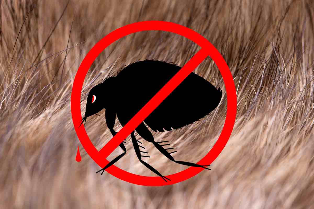 come scegliere antiparassitario animale domestico
