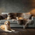 arredare la casa quando ci sono animali
