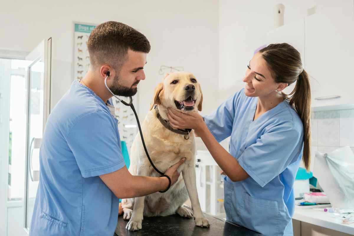 Il tuo cane è in sovrappeso? Ecco il test facile che ti svela tutto