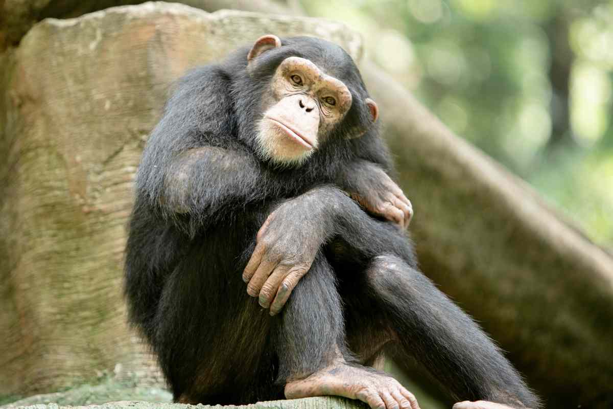 gli animali parlano
