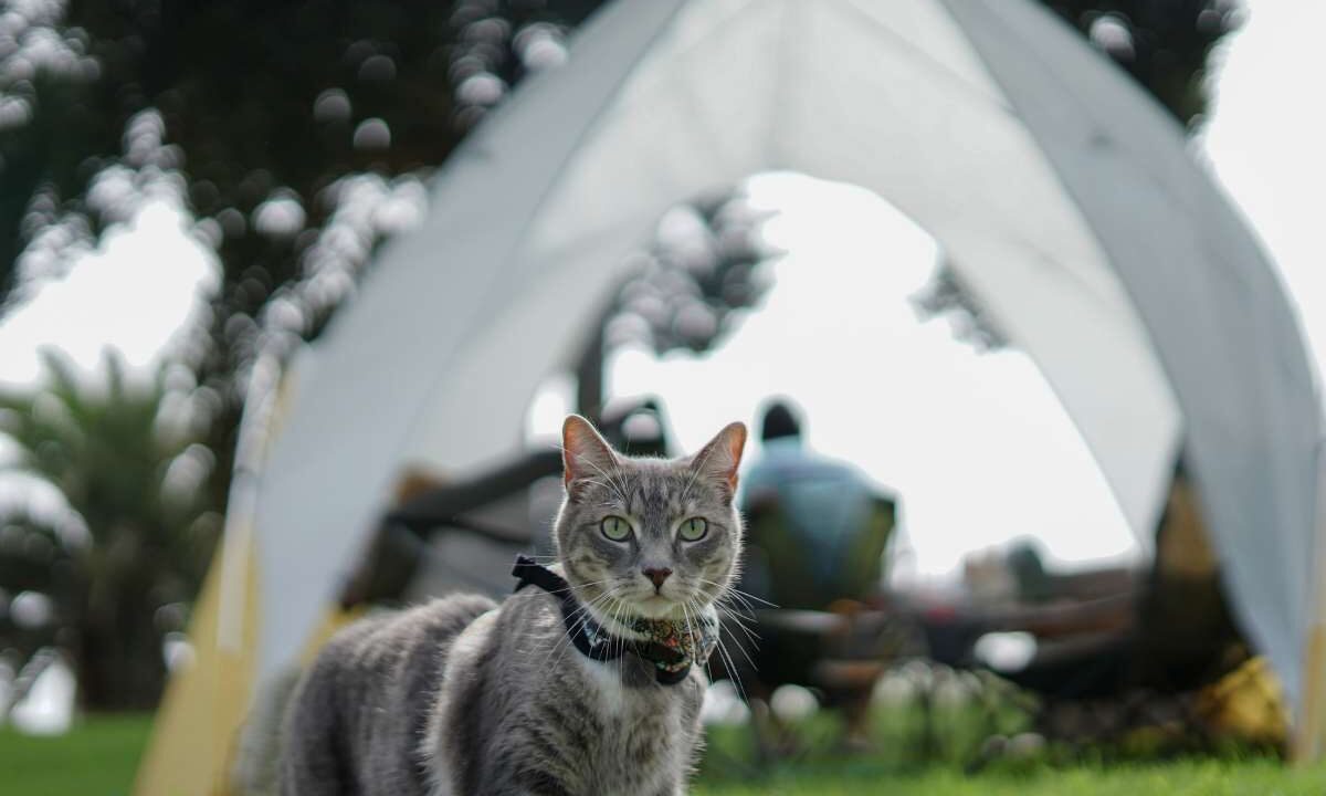 tenda da campeggio gatto