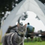 tenda da campeggio gatto