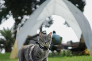 tenda da campeggio gatto