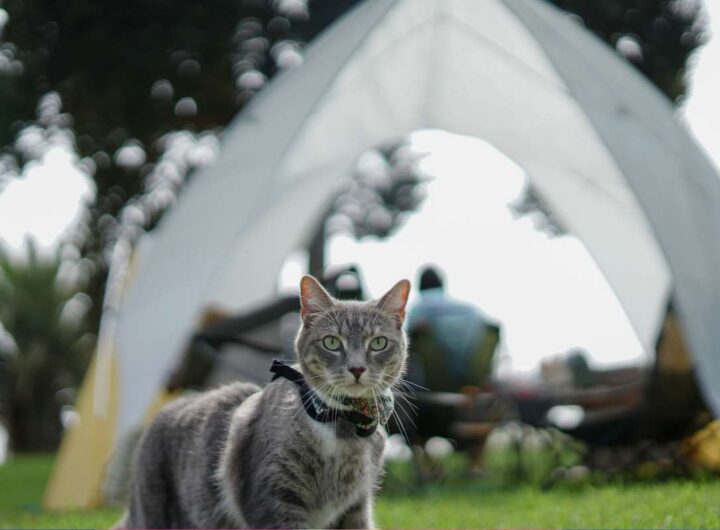 tenda da campeggio gatto