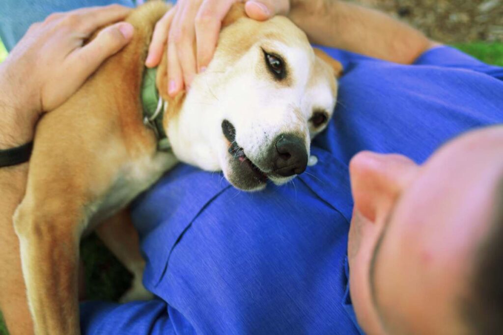 perché cani sentono prima di noi malattie