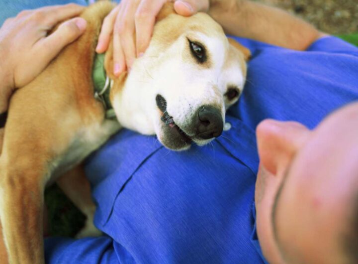 perché cani sentono prima di noi malattie